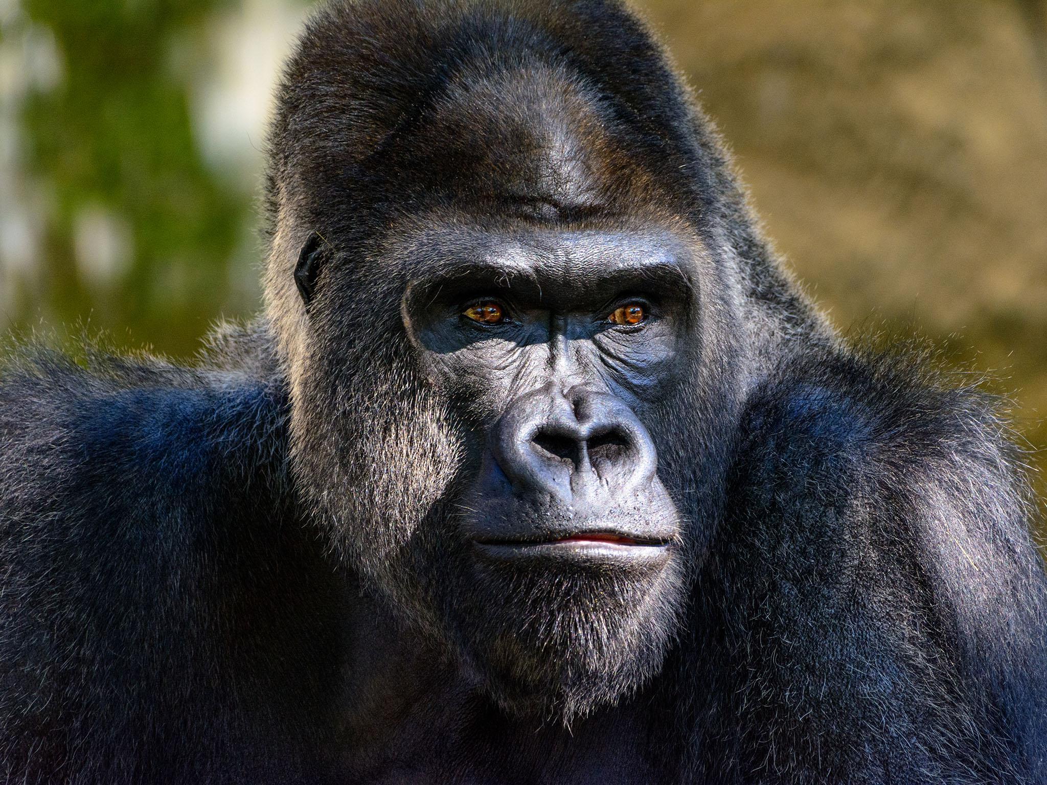 gorillas-ebola-head.jpg