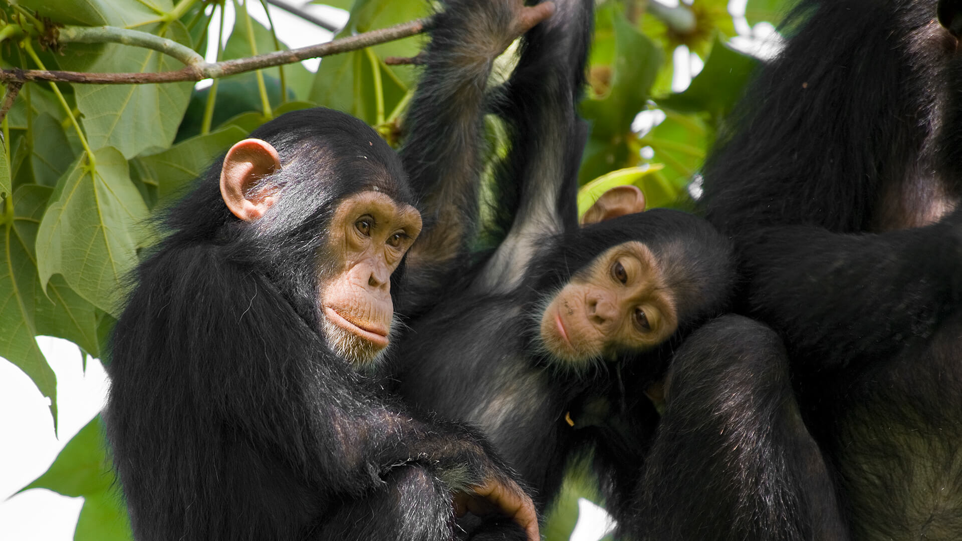 animals_hero_chimpanzee.jpg