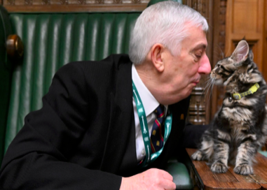 英国“第一猫”拉里的对手来了，听名字就知是狠角色！“政坛猫”已有500多年历史