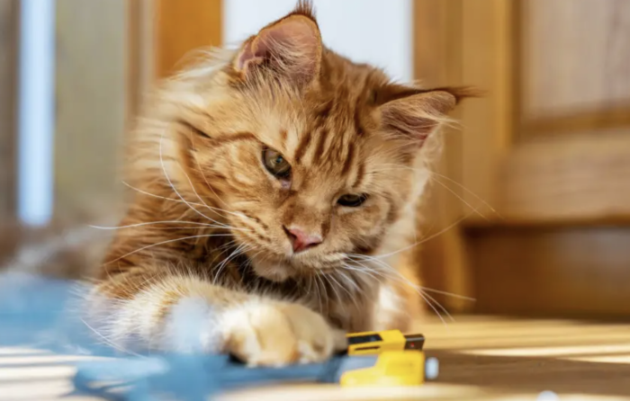 科学家破解”橘猫基因”之谜：缺失的DNA片段造就独特毛色