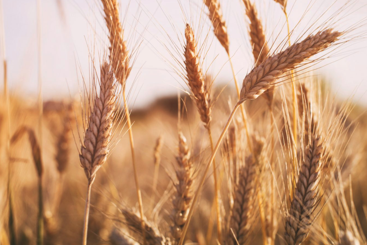 Wheat_photo-cred-Adobe-stock_E-2.jpg